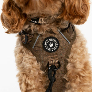 Adjustable Collar - Oxford Tweed - Bailey and Coco (UK)