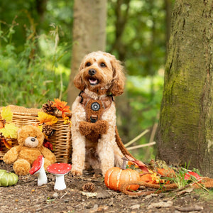 Adjustable Collar - Teddy Bear - Bailey and Coco (UK)