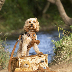 Adjustable Collar - Teddy Bear - Bailey and Coco (UK)