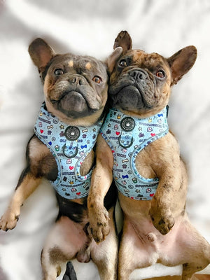 Adjustable Glow Harness® - Pupfluencer Little King - Bailey and Coco (UK)