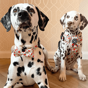 Bow Tie - Autumn Magic - Bailey and Coco (UK)