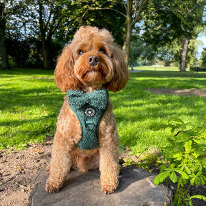 Bow Tie - Emerald Teddy - Bailey and Coco (UK)