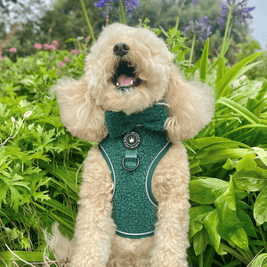 Bow Tie - Emerald Teddy - Bailey and Coco (UK)