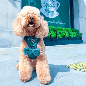 Bow Tie - Emerald Teddy - Bailey and Coco (UK)