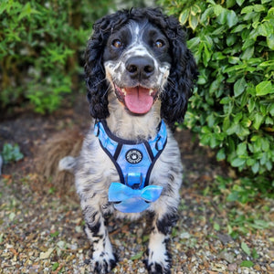 Bow Tie - Ocean Breeze - Bailey and Coco (UK)