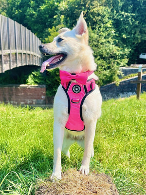 Bow Tie - The Hot Pink One - Bailey and Coco (UK)