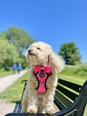 Bow Tie - The Hot Pink One - Bailey and Coco (UK)