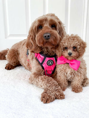 Bow Tie - The Hot Pink One - Bailey and Coco (UK)