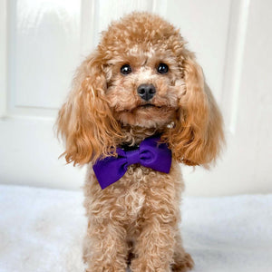 Bow Tie - The Royal Purple One - Bailey and Coco (UK)