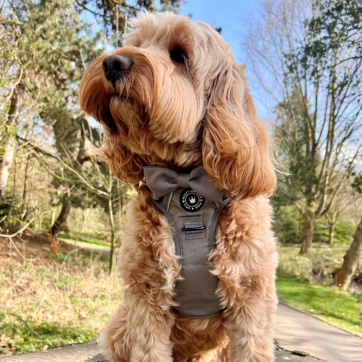 Bow Tie - The Silver Grey One - Bailey and Coco (UK)