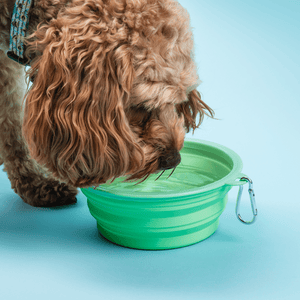 Collapsible Dog Water Bowl - Mint Breeze - Bailey and Coco (UK)