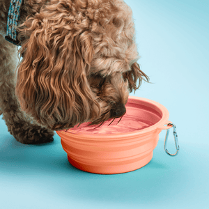 Collapsible Dog Water Bowl - Petal Pink - Bailey and Coco (UK)