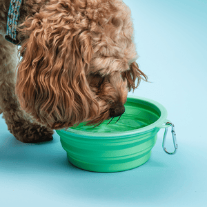 Collapsible Dog Water Bowl - Pistachio Green - Bailey and Coco (UK)