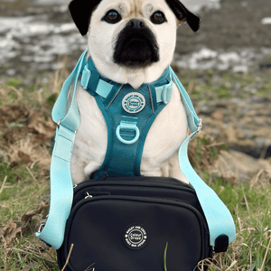 Create Your Own Dog Walking Bag - Black - Bailey and Coco (UK)