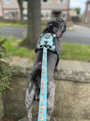 Dog Harness and Lead Set - All I Avo Wanted - Bailey and Coco (UK)