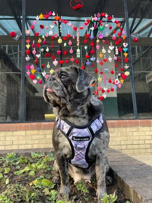 Dog Harness and Lead Set - Lilac Haze - Bailey and Coco (UK)