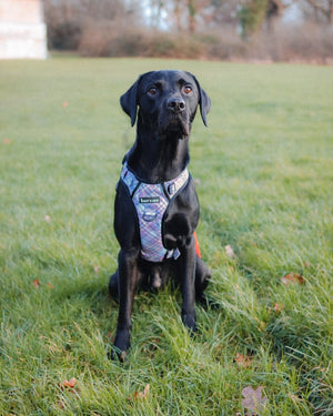 Dog Harness and Lead Set - Lilac Haze - Bailey and Coco (UK)