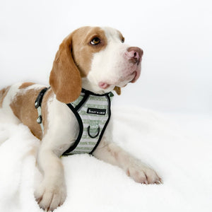 Dog Harness and Lead Set - Peppermint Paws - Bailey and Coco (UK)