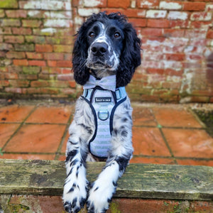 Dog Harness and Lead Set - Peppermint Paws - Bailey and Coco (UK)