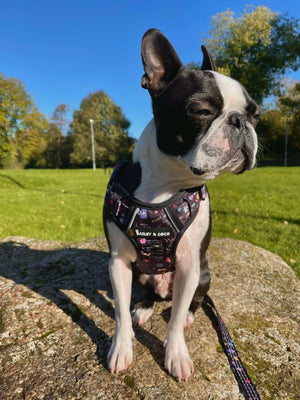 Dog Harness and Lead Set - Space Paws - Bailey and Coco (UK)