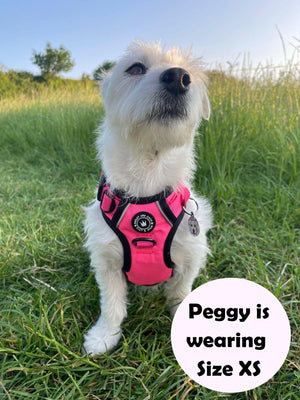 Dog Harness and Lead Set - The Hot Pink One - Bailey and Coco (UK)