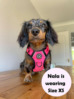 Dog Harness and Lead Set - The Hot Pink One - Bailey and Coco (UK)