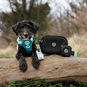 Dog Walking Bag - Black with Ice Teal Strap - Bailey and Coco (UK)