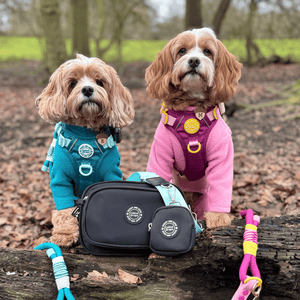 Dog Walking Bag - Black with Ice Teal Strap - Bailey and Coco (UK)