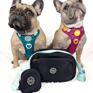 Dog Walking Bag - Black with Ice Teal Strap - Bailey and Coco (UK)