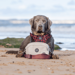 Dog Walking Bag - Latte with Bubblegum Tweed Strap - Bailey and Coco (UK)