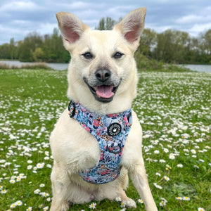 Front Clip Dog Harness - Spring Dreams - Bailey and Coco (UK)