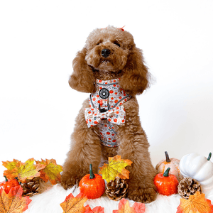 Glow Harness® Bundle Set - Autumn Magic - Bailey and Coco (UK)