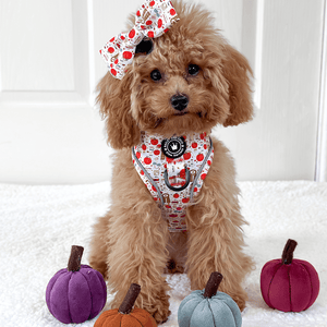 Glow Harness® Bundle Set - Autumn Magic - Bailey and Coco (UK)