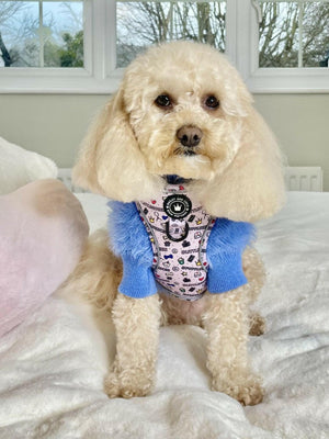 Glow Harness® Bundle Set - Pupfluencer Little Queen - Bailey and Coco (UK)