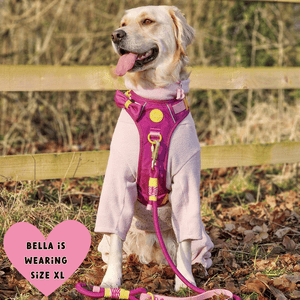 golden retriever harness