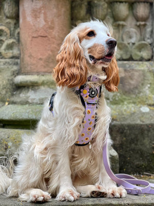 Trail & Glow® Dog Harness - Walking on Sunshine.