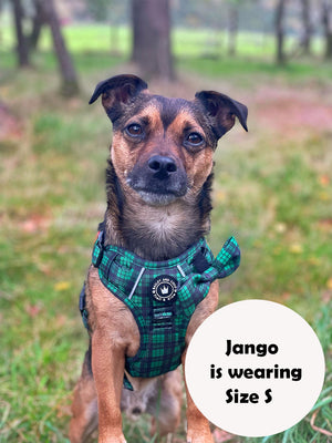 Trail & Glow® Dog Harness Bundle Set - Tartan Green.