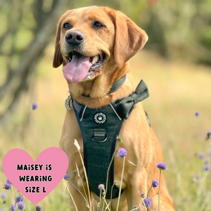 labrador wearing bailey and coco tweed dog harness