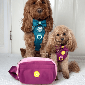 Magnetic Snap Dog Walking Bum Bag - We're Jammin' - Bailey and Coco (UK)