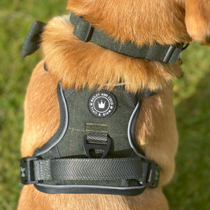 Trail & Glow® Dog Harness Bundle Set - Forest Tweed