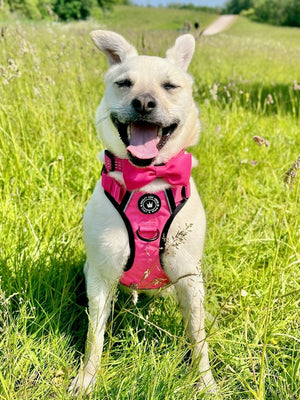 Pink Dog Collar - Trail & Glow® Collar: The Hot Pink One - Bailey and Coco (UK)