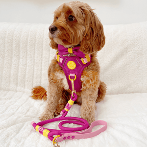 Rope Dog Lead COLOUR DROPS® - We're Jammin' - Bailey and Coco (UK)