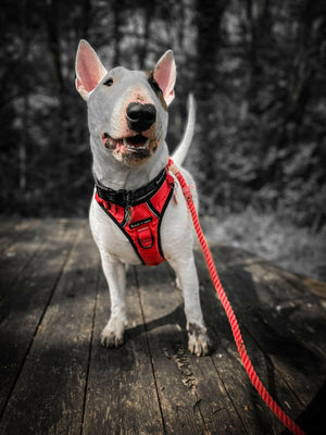 Rope Dog Lead - Poppy Red - Bailey and Coco (UK)