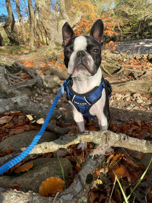 Rope Dog Lead - Royal Blue - Bailey and Coco (UK)