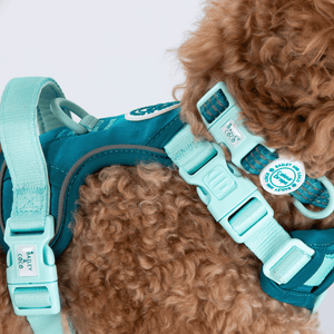 Trail & Glow® Adjustable Collar - COLOUR DROPS® - Ice Teal - Bailey and Coco (UK)