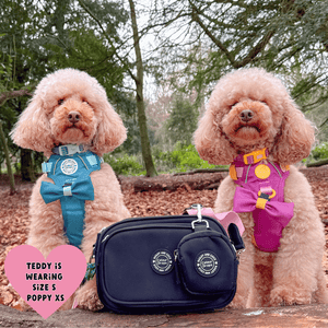 Trail & Glow® Adjustable Collar - COLOUR DROPS® - We're Jammin' - Bailey and Coco (UK)