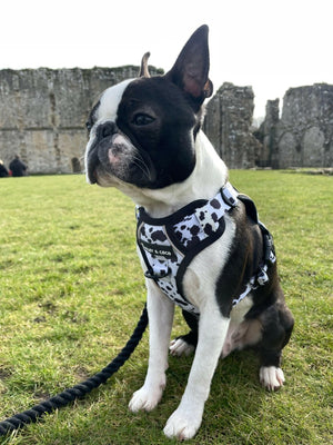 Trail & Glow® Adjustable Dog Harness - On the Dot - Bailey and Coco (UK)