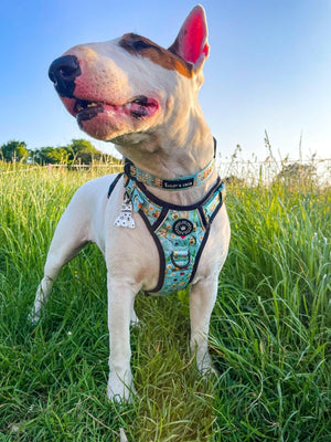 Trail & Glow® Collar - All I Avo Wanted - Bailey and Coco (UK)