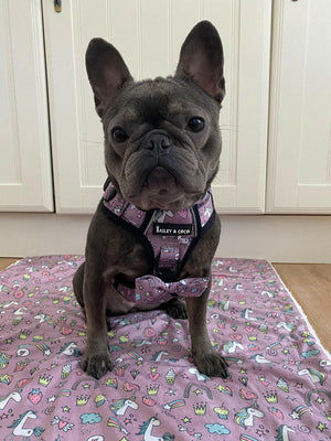 Trail & Glow® Dog Harness – Be Unique Unicorn - Bailey and Coco (UK)