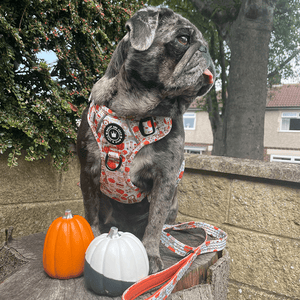 Trail & Glow® Dog Harness Bundle Set - Autumn Magic - Bailey and Coco (UK)